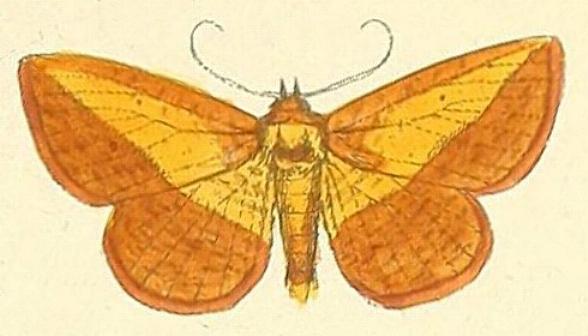 Striglina navigatorum