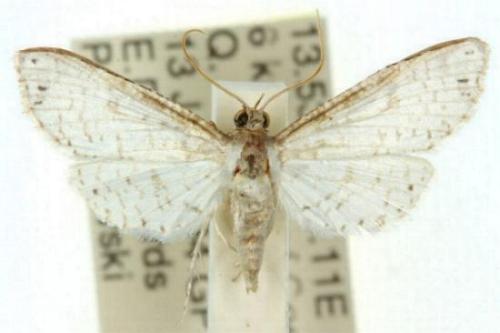 Calindoea polygraphalis