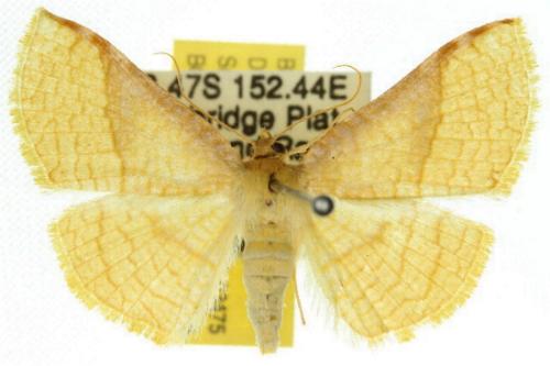 Aglaopus stramentaria