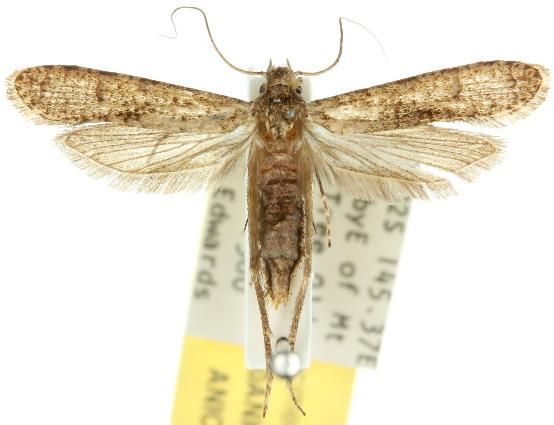 Gerontha acrosthenia