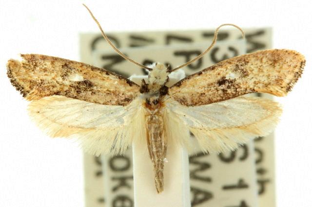 Monopis argillacea