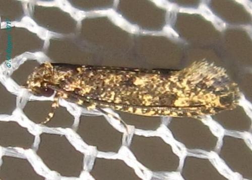Praeacedes atomosella