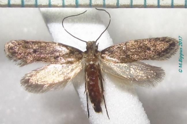 Praeacedes atomosella