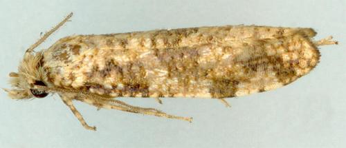 Morophaga clonodes