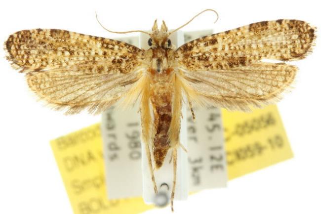 Morophaga clonodes