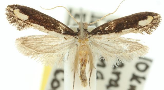 Erechthias diaphora