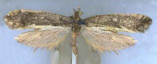 Monopis ethelella