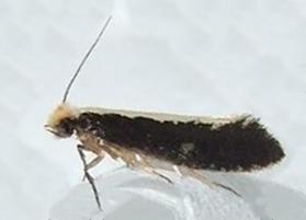 Monopis ethelella