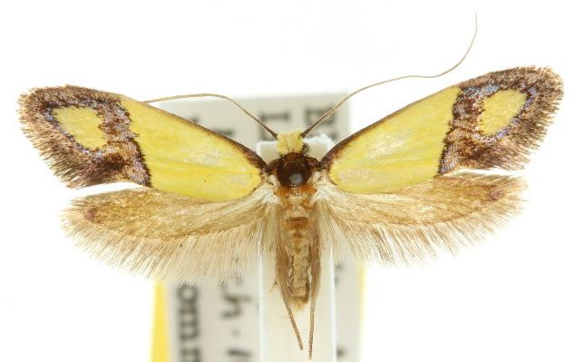 Edosa fraudulens