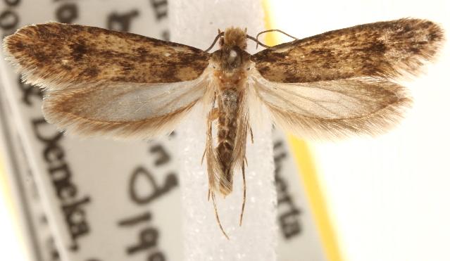 Niditinea fuscella