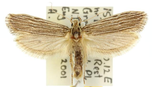 Moerarchis hypomacra