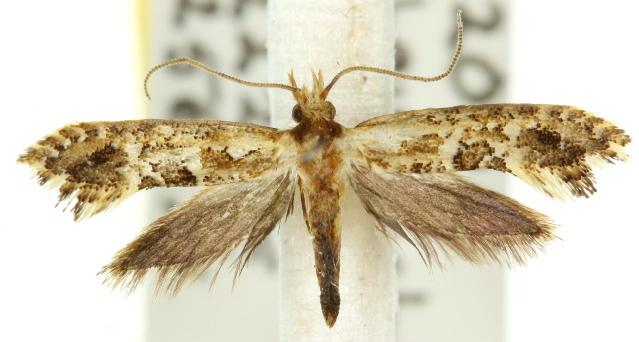 Moerarchis inconcisella