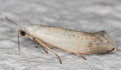 Tinea monophthalma