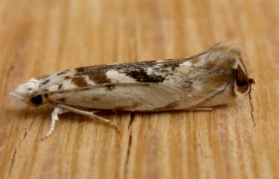 Erechthias mystacinella