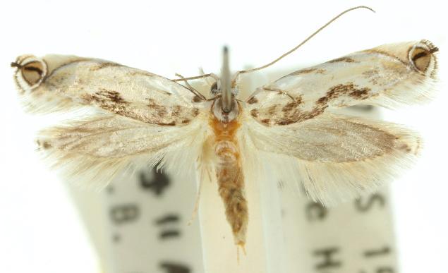 Erechthias mystacinella