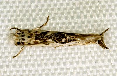 Erechthias mystacinella