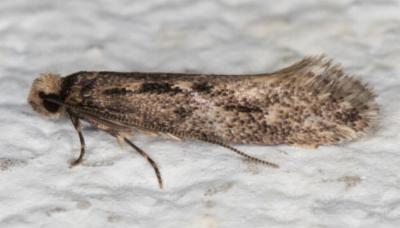 Tinea pallescentella
