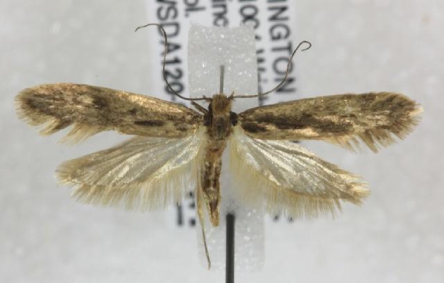 Tinea pallescentella