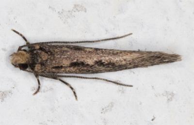 Tinea pallescentella
