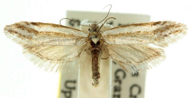 Mesopherna palustris
