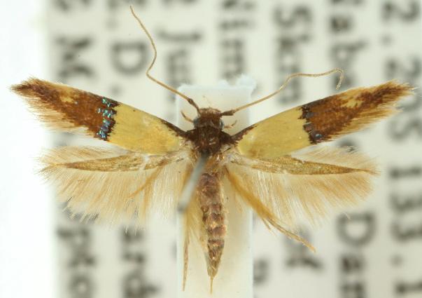 Opogona papayae