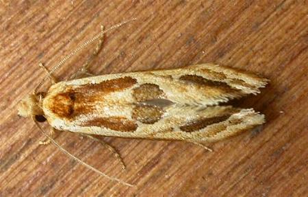 Moerarchis placomorpha