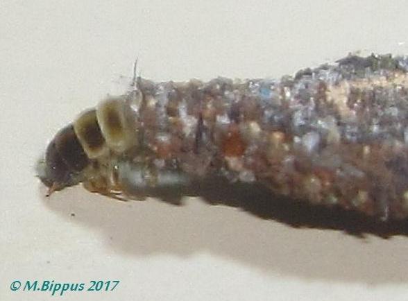Phereoeca praecox