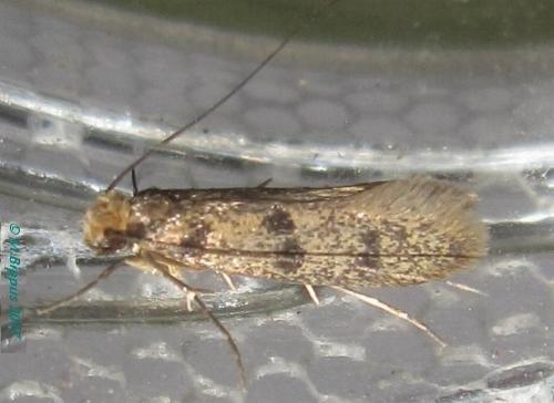 Phereoeca praecox