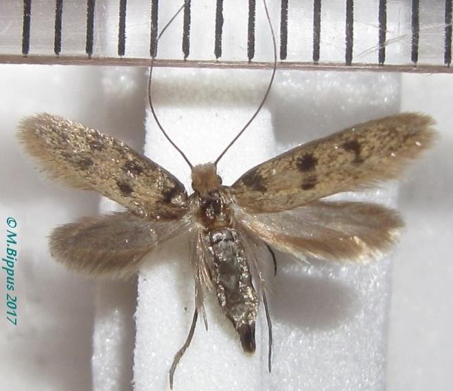 Phereoeca praecox