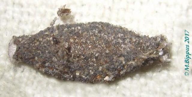 Phereoeca praecox