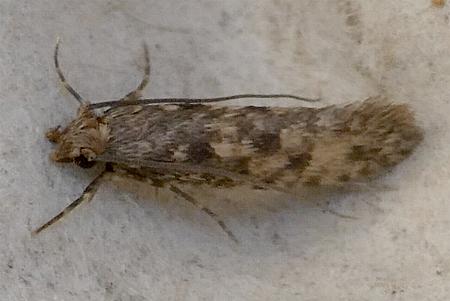 Lindera tessellatella
