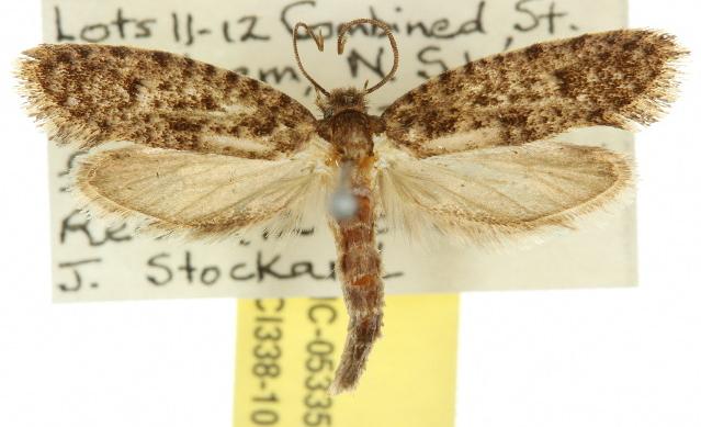 Lindera tessellatella