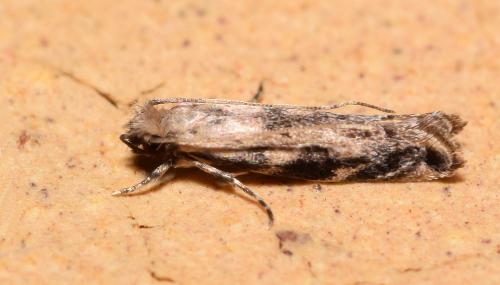 Erechthias zebrina