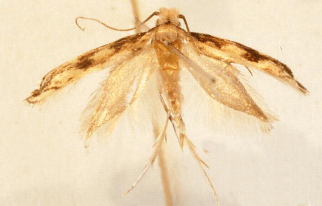 Erechthias zebrina