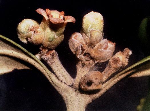Cenoloba obliteralis