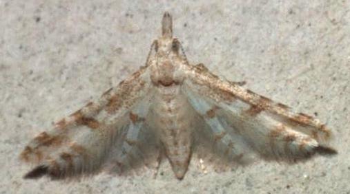 Cenoloba obliteralis
