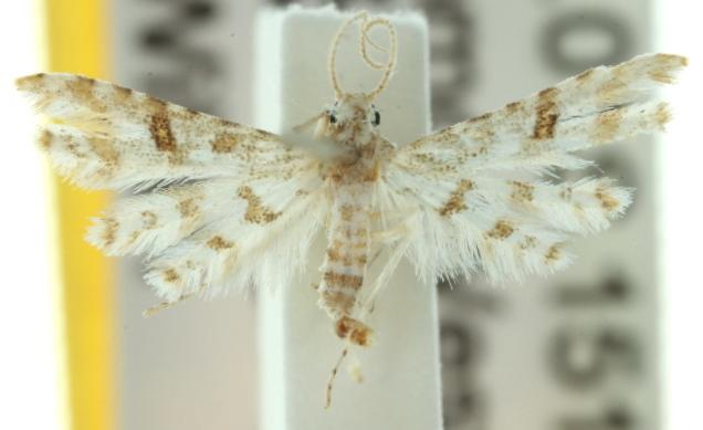 Cenoloba obliteralis