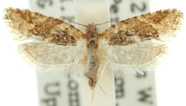 Tarachota adynata