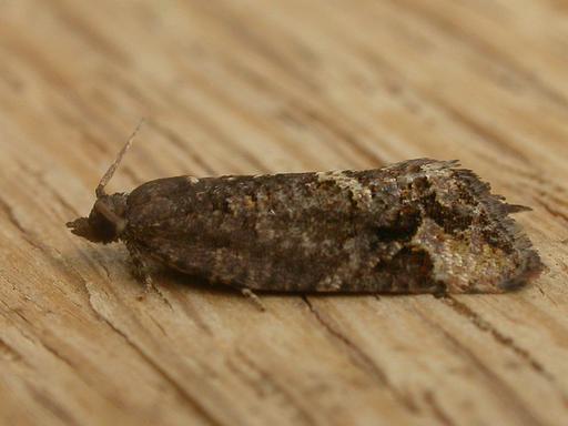 Epitymbia alaudana