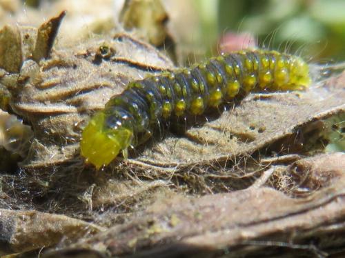 Cryptoptila australana