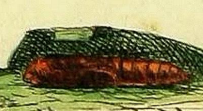 Cryptoptila australana