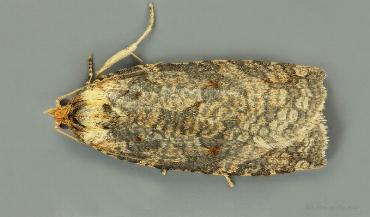 Cryptoptila australana