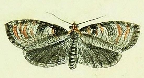 Cryptoptila australana