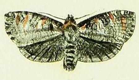 Cryptoptila australana