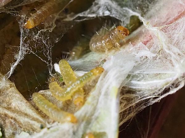 Cryptoptila australana