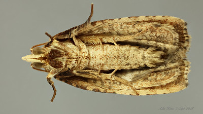 Cryptoptila australana