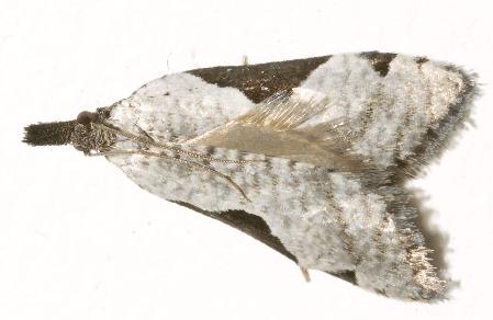 Paraphyas callixena