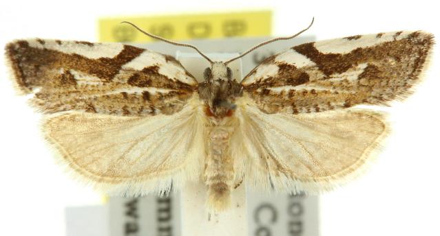 Technitis cataractis