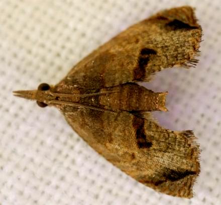 Taeniarchis catenata