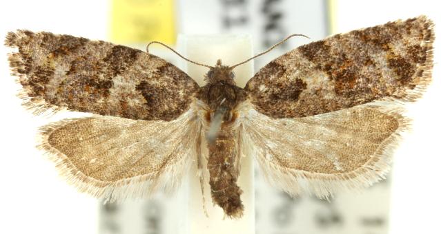 Isochorista chaodes